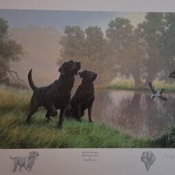 Water Sports (Black Labradors)